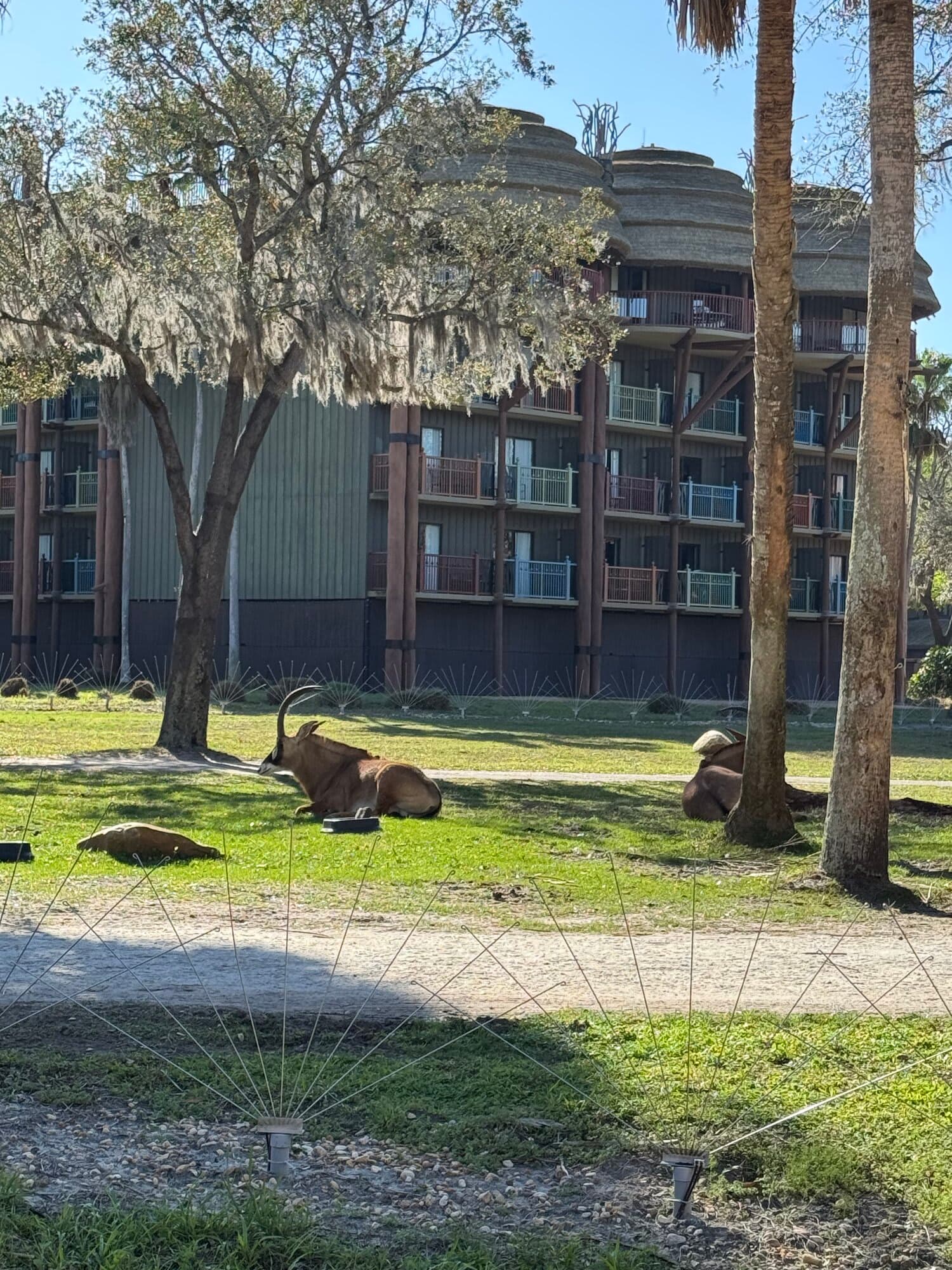 Ankole cattle resting on the Pembe Savanna at Kidani Village with guest room balconies visible in the background at Disney's Animal Kingdom Lodge